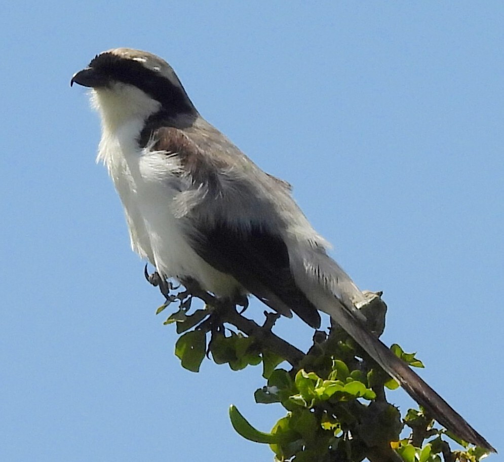 Grey-backed Fiscal (Lanius excubitoroides), photo 2