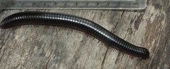 Doratogonus infragilis