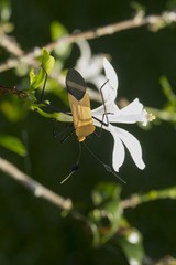 Galaesus hasticornis