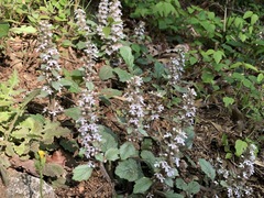 Ajuga nipponensis