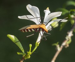 Galaesus hasticornis