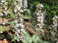 Ajuga nipponensis