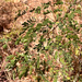 Acacia goetzei