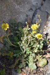 Crepis bursifolia