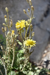 Crepis bursifolia