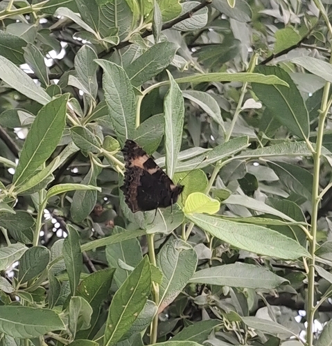 Small Tortoiseshell