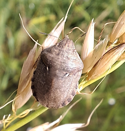 European Tortoise Bug