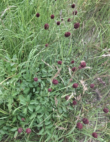 Great burnet