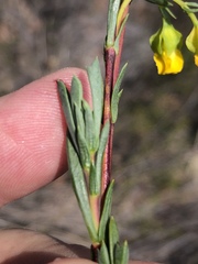 Hermannia aff-denudata