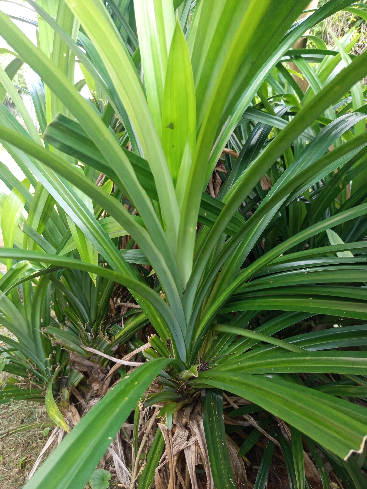 Pandanus amaryllifolius