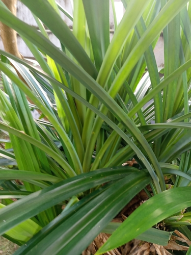 Pandanus amaryllifolius