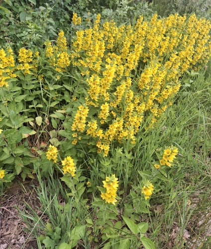 Dotted Loosestrife