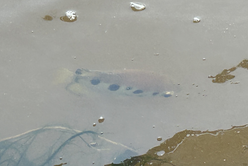 Common Archer Fish (Toxotes chatareus)
