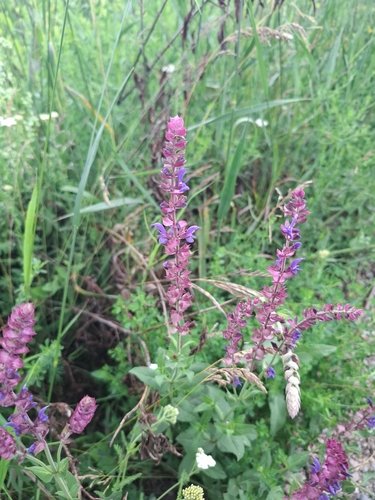 Purple Wood Sage