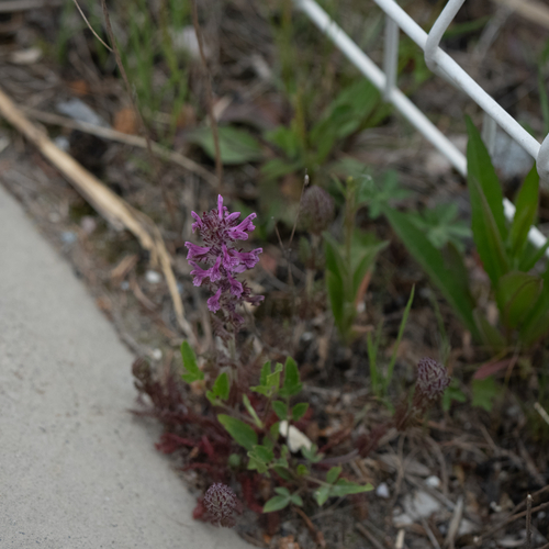 Pedicularis kansuensis