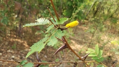 Vachellia collinsii
