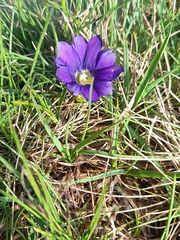 Gentiana pyrenaica, photograph (c) Flavien Saboureau, some rights reserved (CC BY)