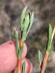 Hermannia aff-denudata