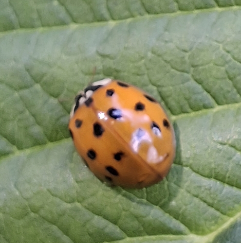 Asian Lady Beetle