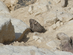 Hipparchia cypriensis