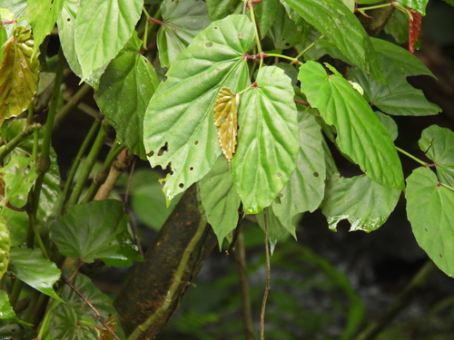 Begonia isoptera observed 2024-04-02