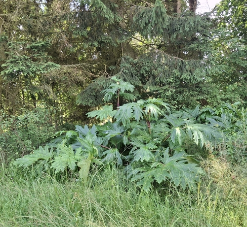 Giant Hogweed