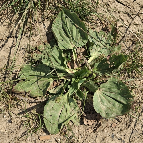 greater plantain