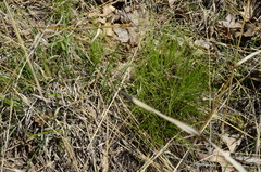 Trichophorum planifolium