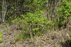 Trichophorum planifolium