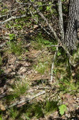 Trichophorum planifolium