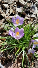 Crocus vernus