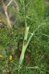 Chloromyia