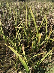 Sparganium erectum