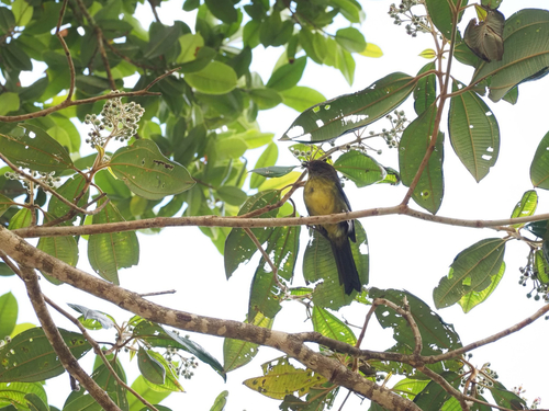 Olive-backed Tanager (Mitrospingus oleagineus)