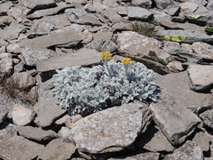 Jacobaea leucophylla, photograph (c) Augustin Soulard, some rights reserved (CC BY)