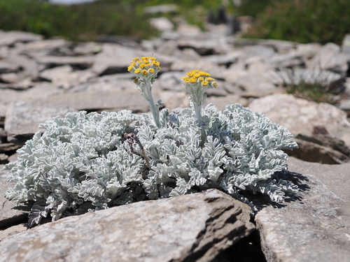 Jacobaea leucophylla, photograph 6