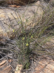 Hermannia aff-denudata