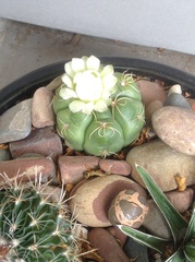 Gymnocalycium denudatum
