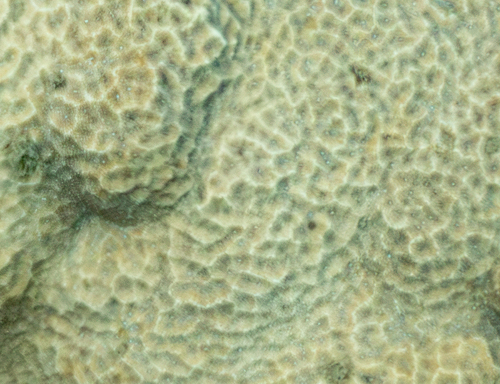 Psammocora profundacella observed 2026-06-10