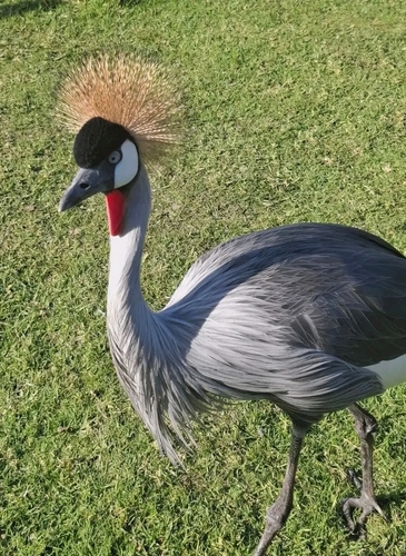 Gray Crowned-Crane