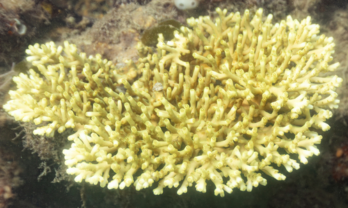 Acropora granulosa observed 2026-06-10