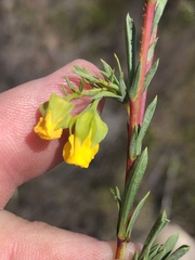 Hermannia aff-denudata