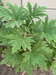 Pelargonium