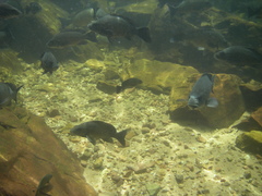 Hephaestus fuliginosus