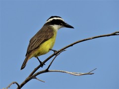 Pitangus sulphuratus