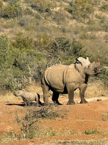 Southern White Rhinoceros
