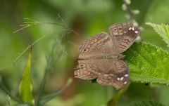 Junonia natalica