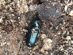 Platycerus