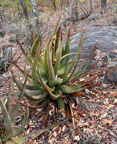 Dr Kirk's aloe