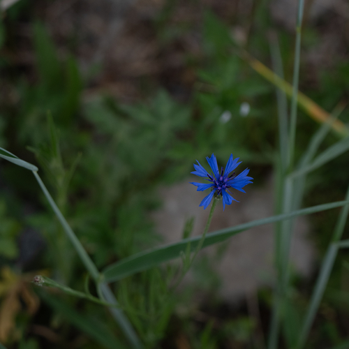 Cornflower